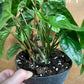 Anthurium radicans x luxurians NEW