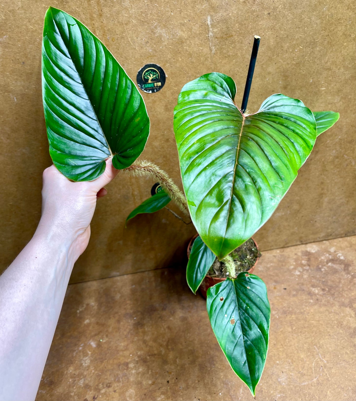 philodendron serpens