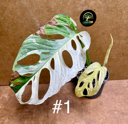 Monstera adansonii variegata baby/boutures