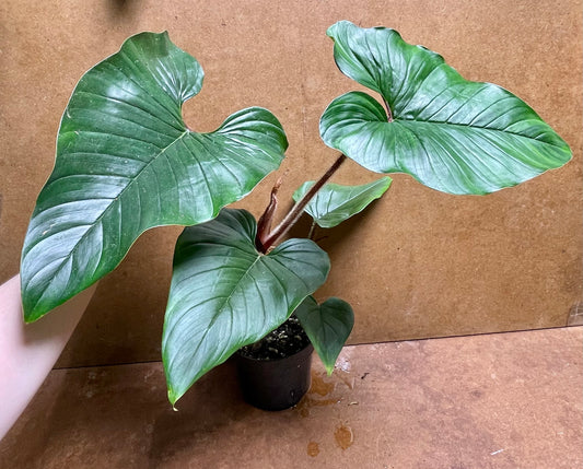 Philodendron squamicaule red