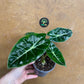 Alocasia purple prince S NEW