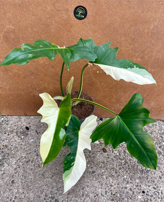 Philodendron golden dragon variegata NEW