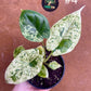 Alocasia dragon scale mint variegata NEW