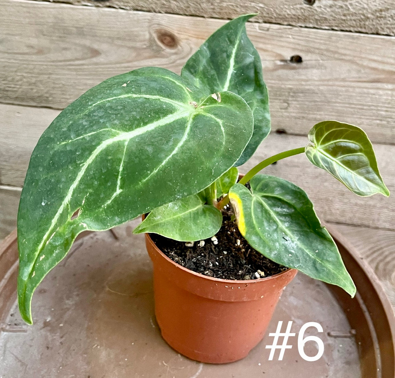 Anthurium magnificum