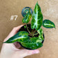 Alocasia bambino aurea variegata NEW