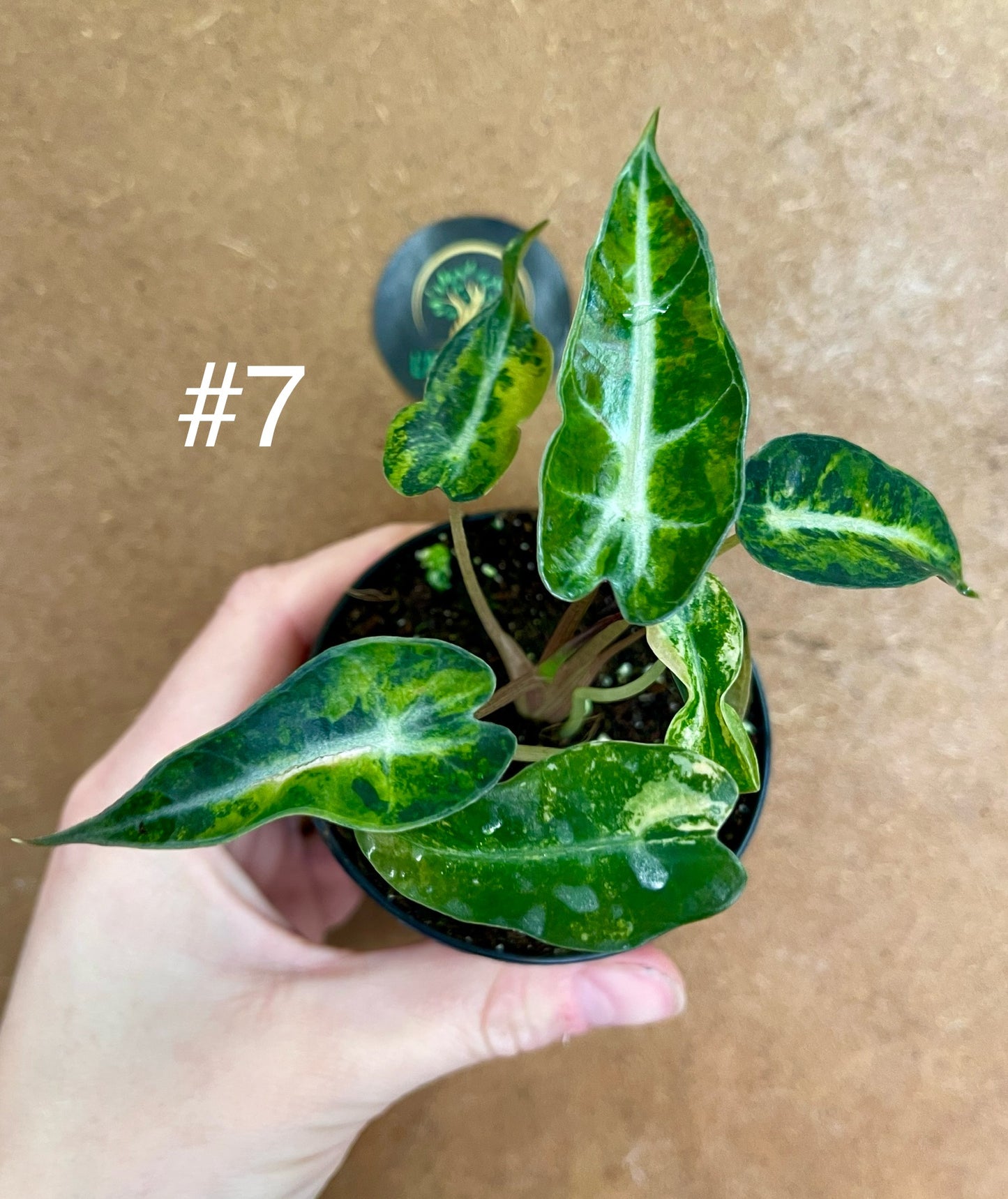 Alocasia bambino aurea variegata NEW