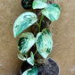 Scindapsus jade satin marble tuteur