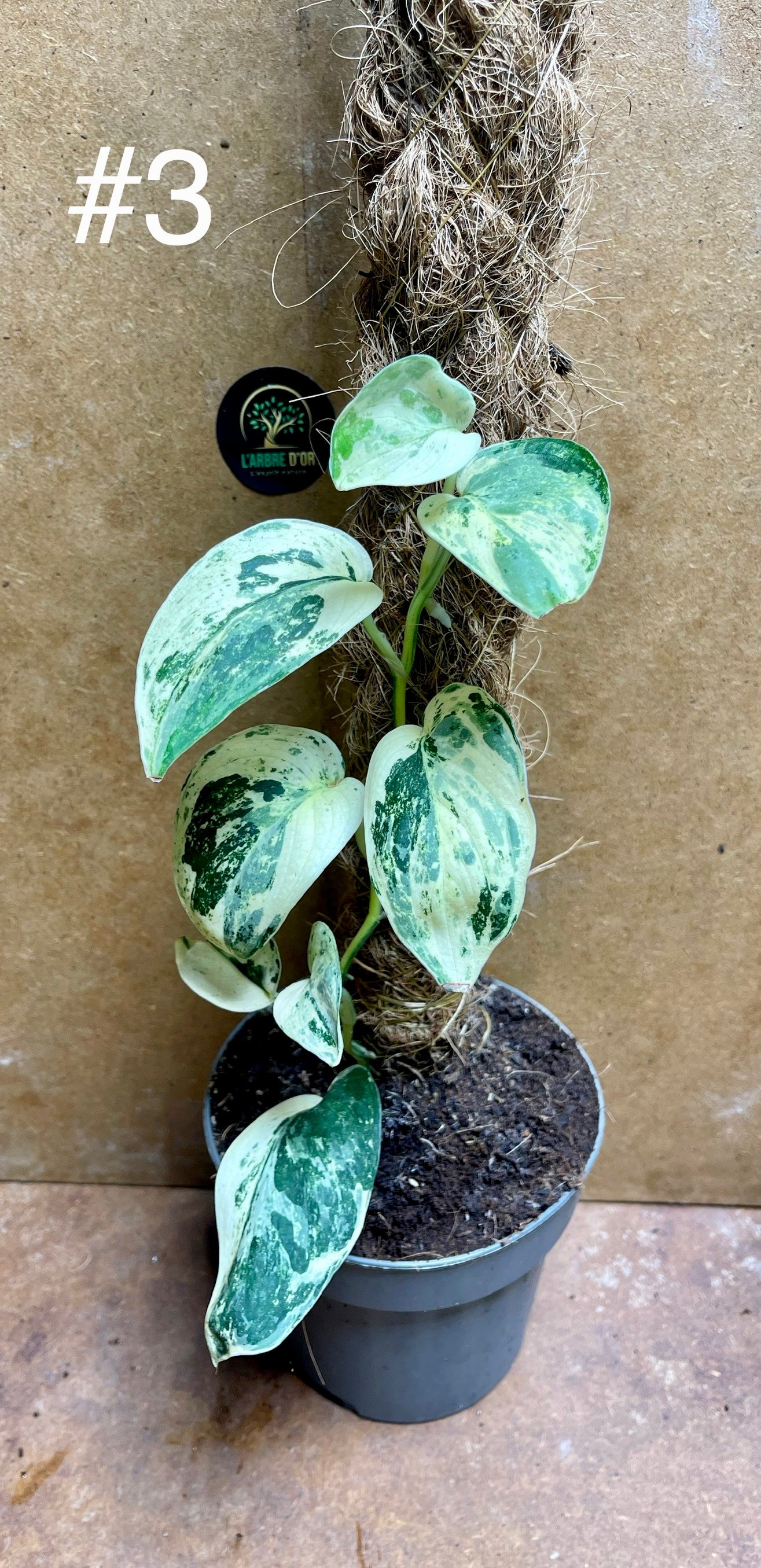 Scindapsus jade satin marble tuteur