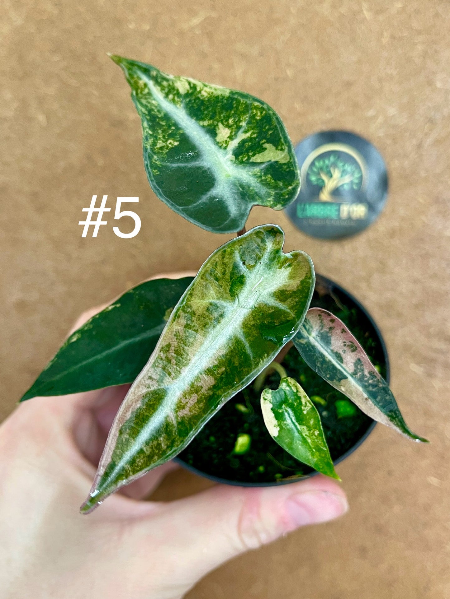 Alocasia bambino aurea variegata NEW