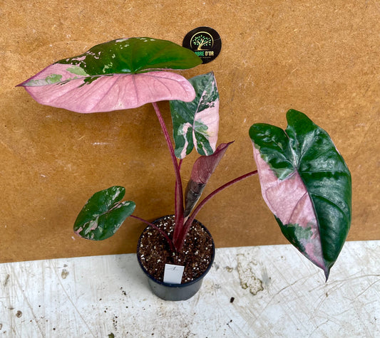 Alocasia serendipity variegata NEW