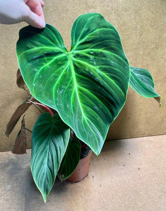 Philodendron el choco red