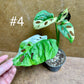 Monstera adansonii variegata baby/boutures