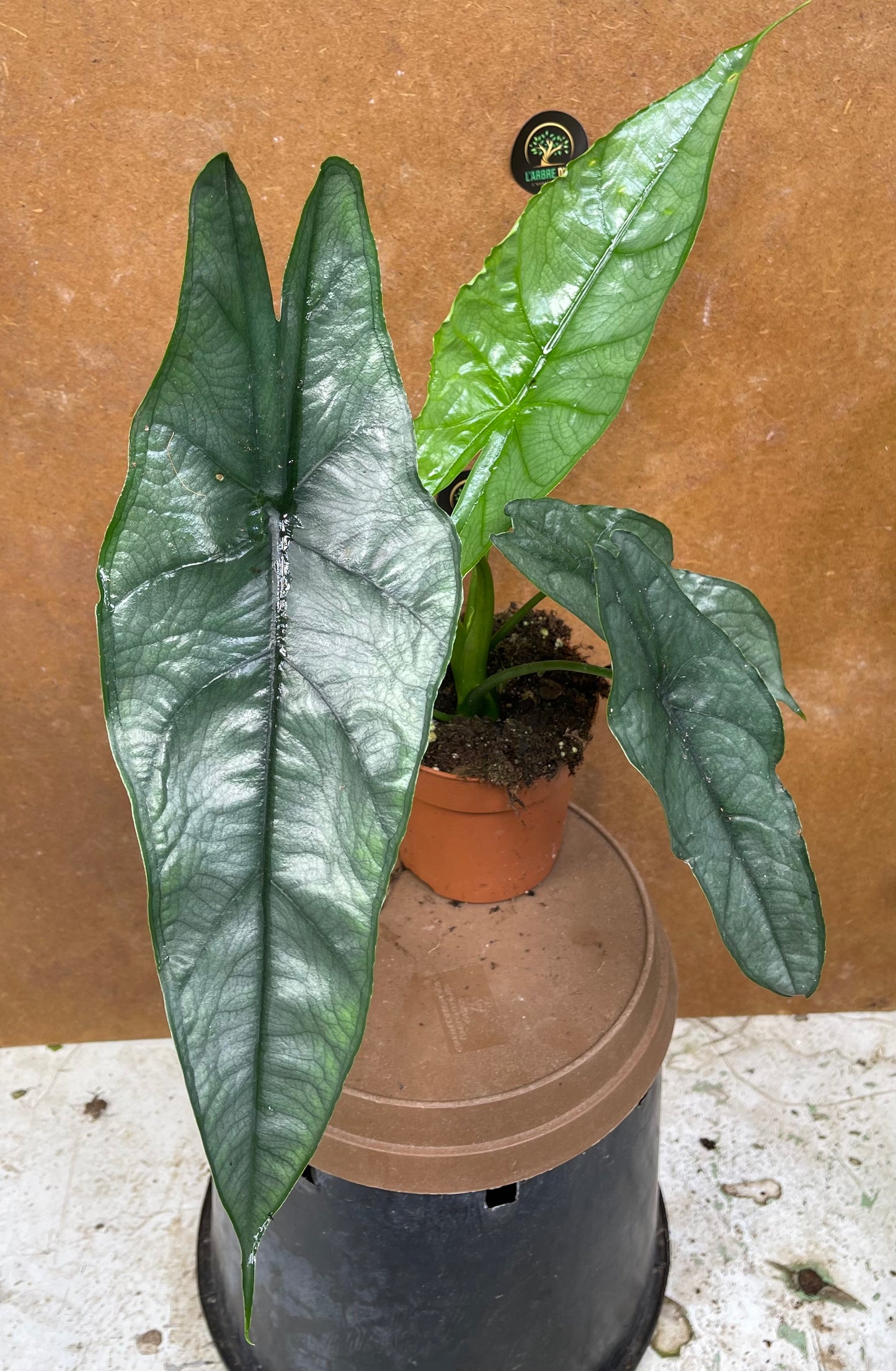 Alocasia dragon breath