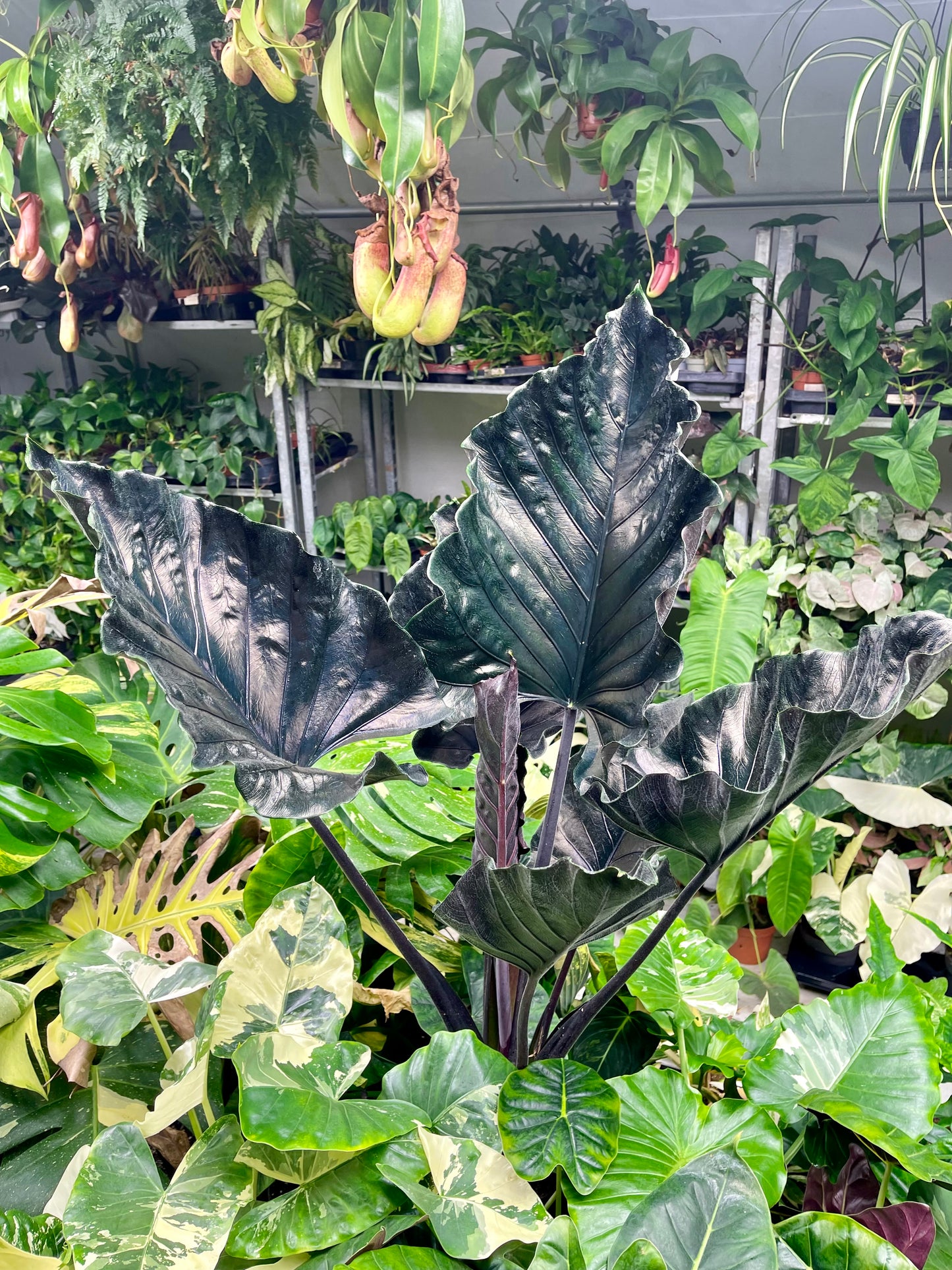 Alocasia antoro velvet XXL