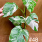 Monstera albo variegata haute variegation