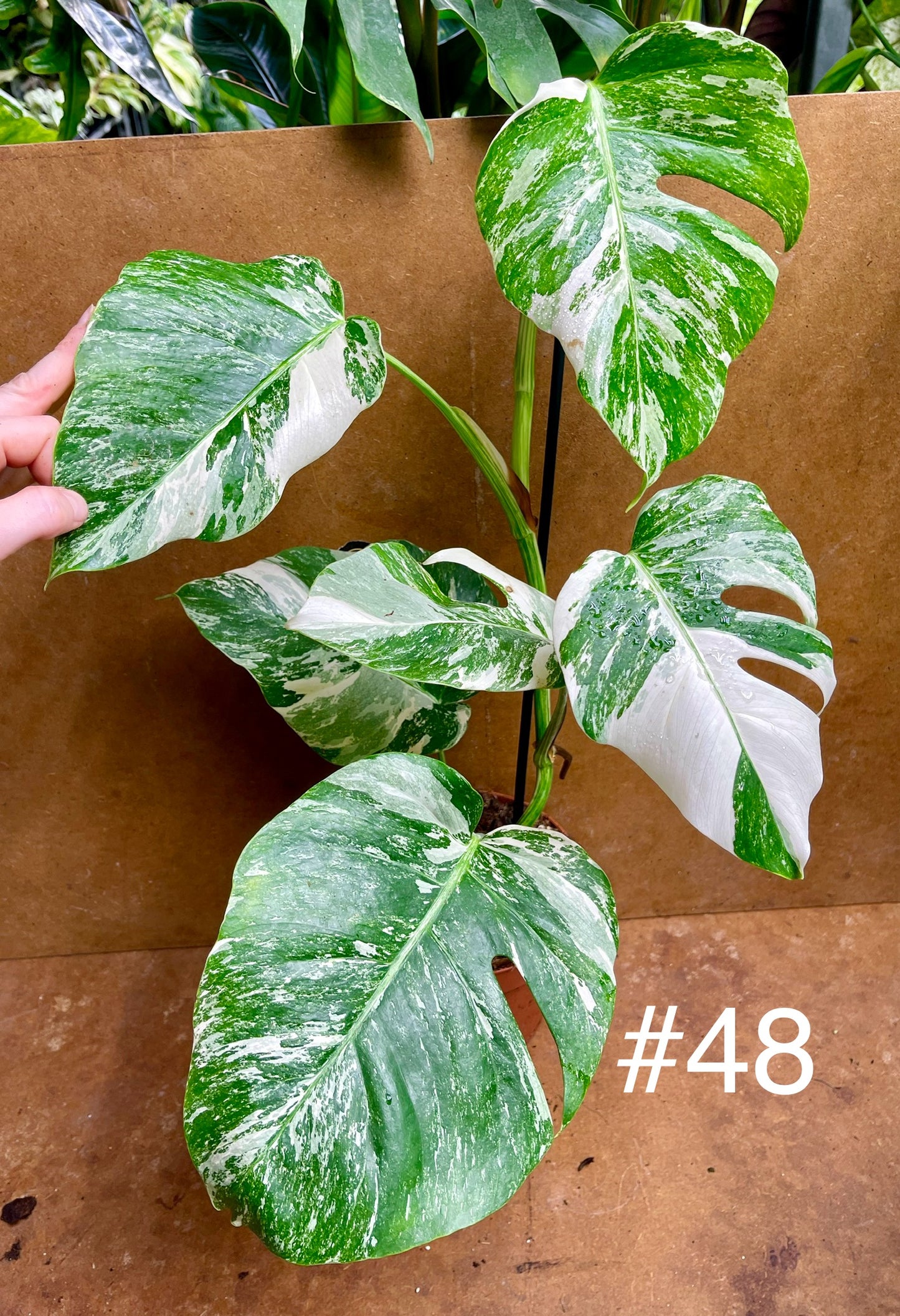 Monstera albo variegata haute variegation