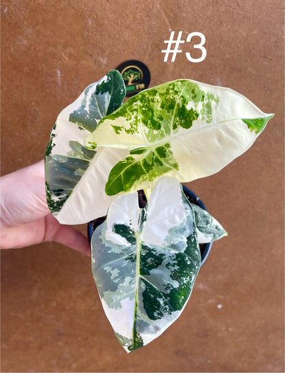 Alocasia frydek variegata haute variegation NEW