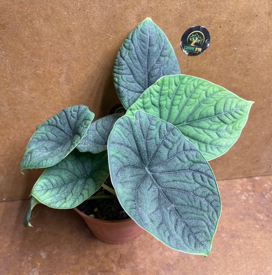 Alocasia melo