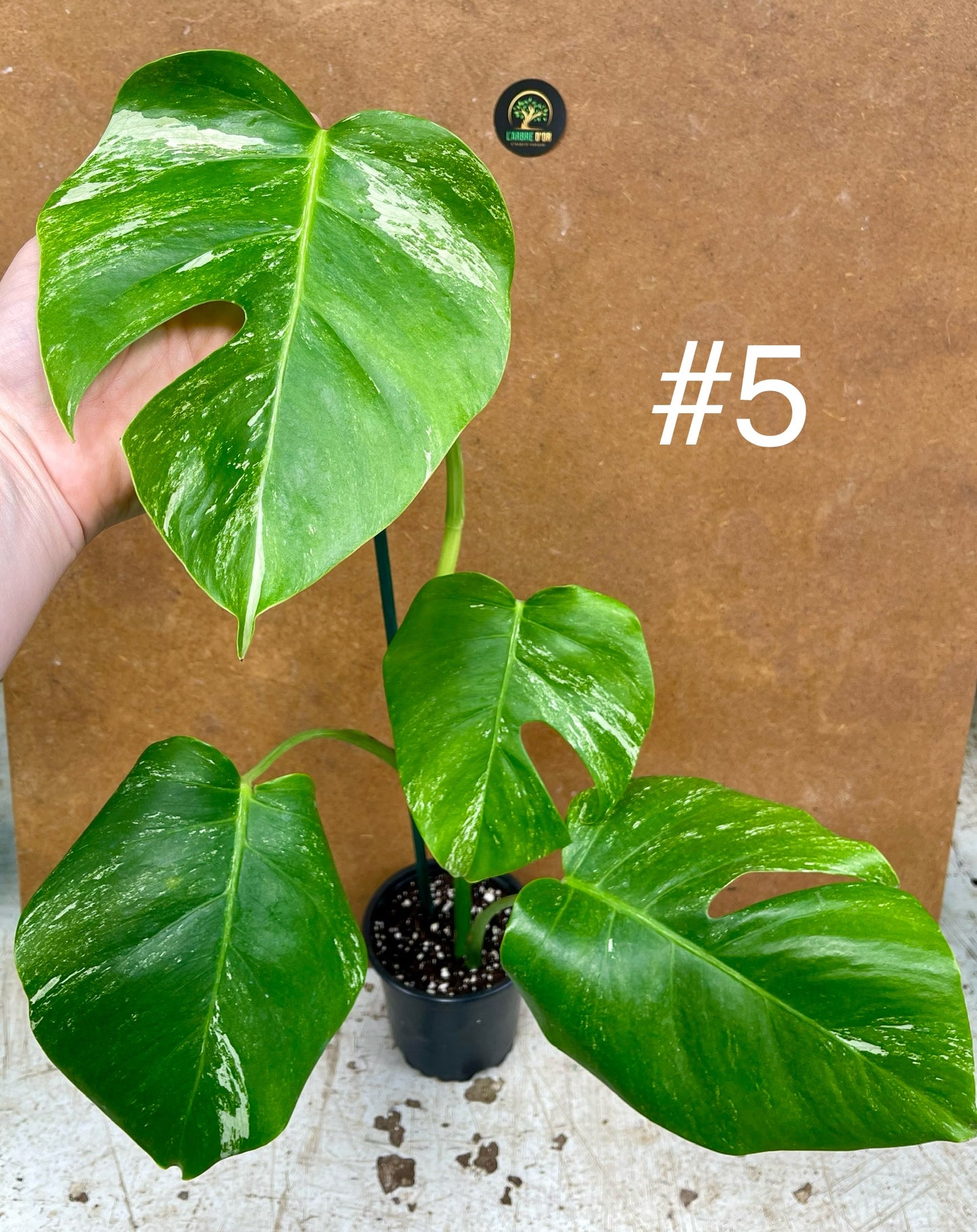 Monstera albo Variegata Boutures racinés en pot