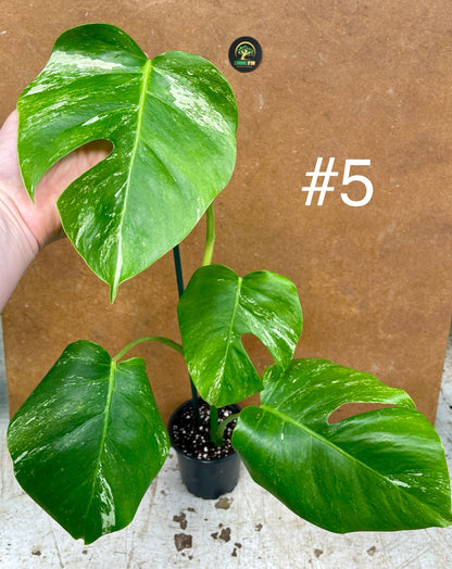 Monstera albo Variegata Boutures racinés en pot