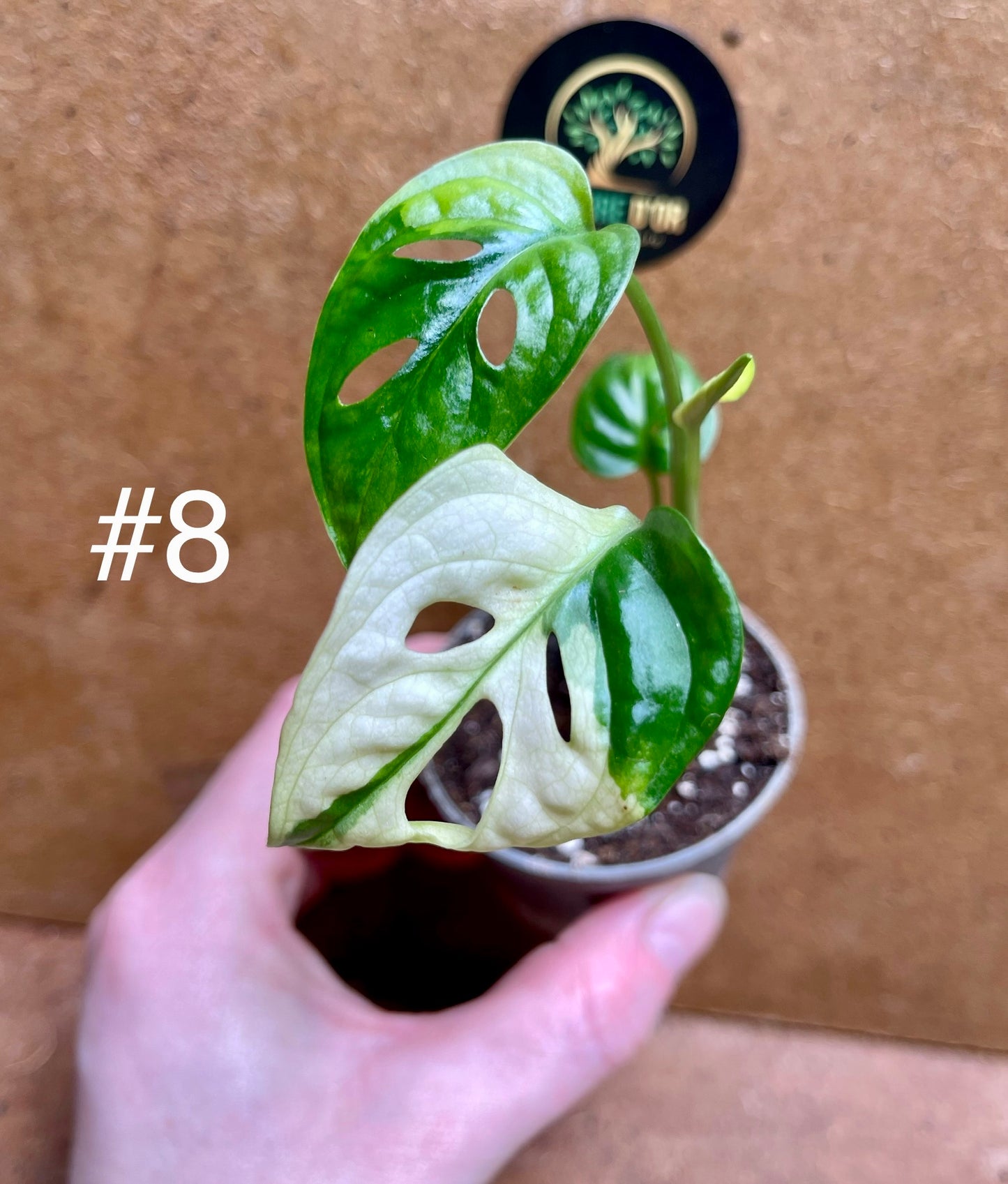 Monstera adansonii variegata baby/boutures