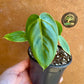 Philodendron sharoniae S NEW