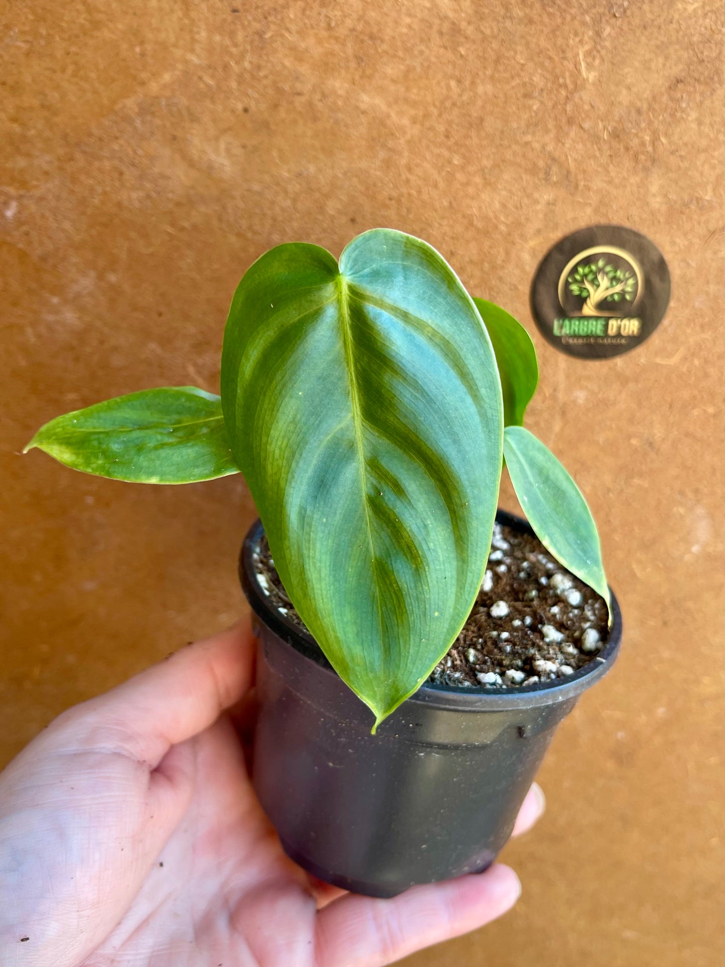 Philodendron sharoniae S NEW