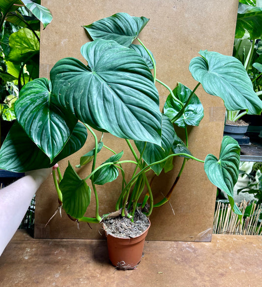 Philodendron pastazanum