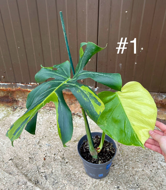 Monstera deliciosa yellow mint