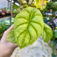 Alocasia silver dragon aurea variegata NEW