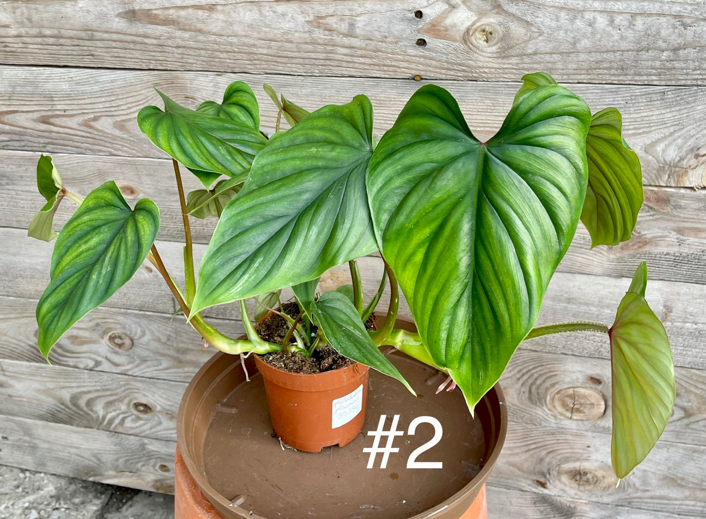 Philodendron plowmanii