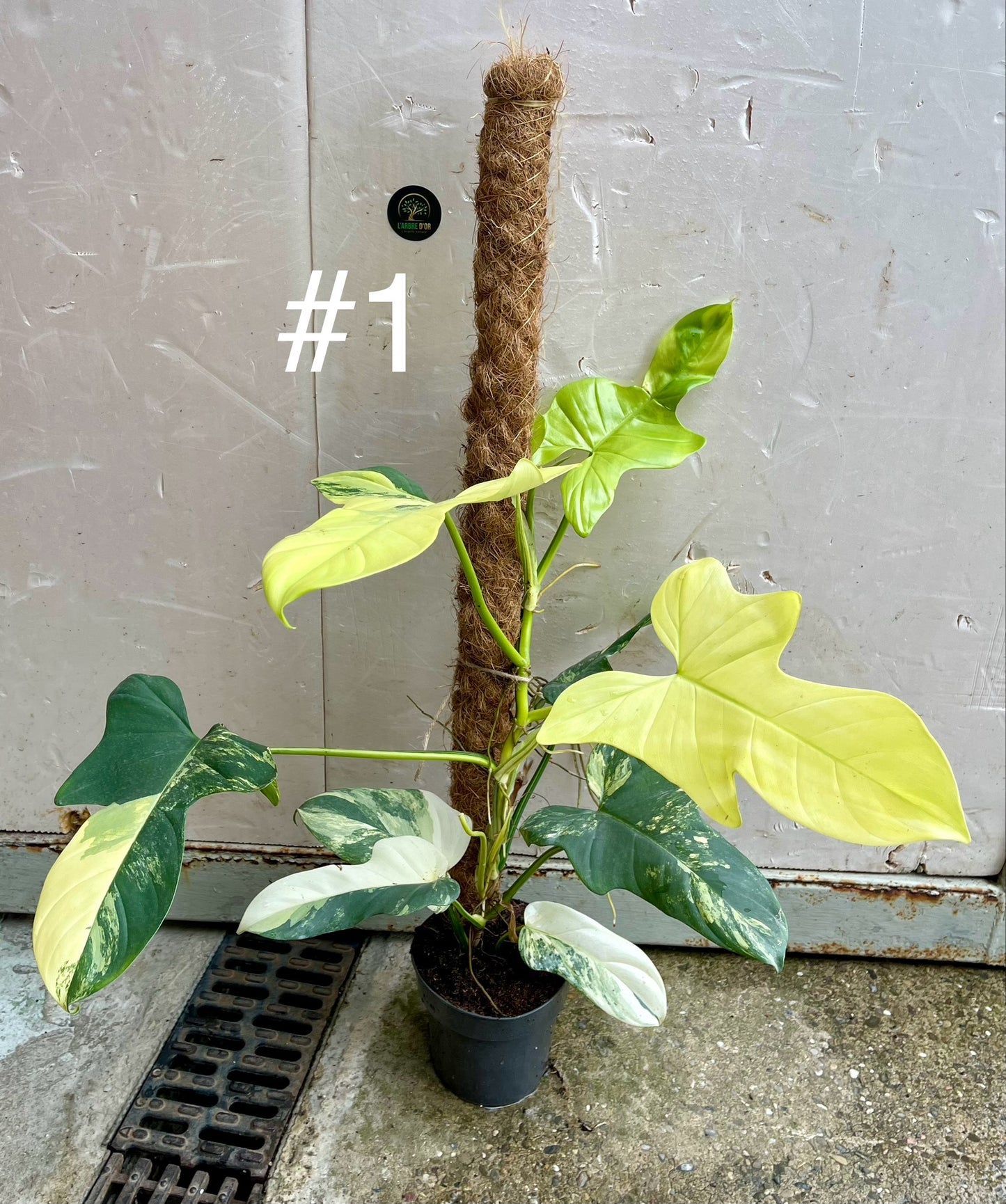 Philodendron bipennifolium variegata sur tuteur NEW