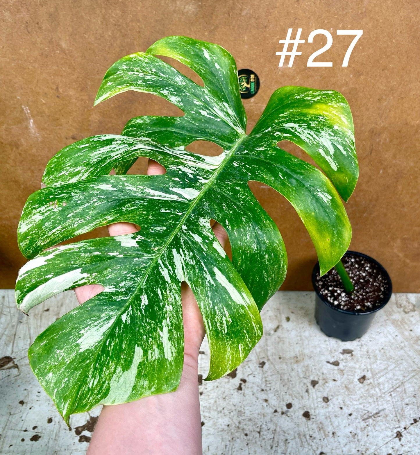 Monstera albo Variegata Boutures racinés en pot