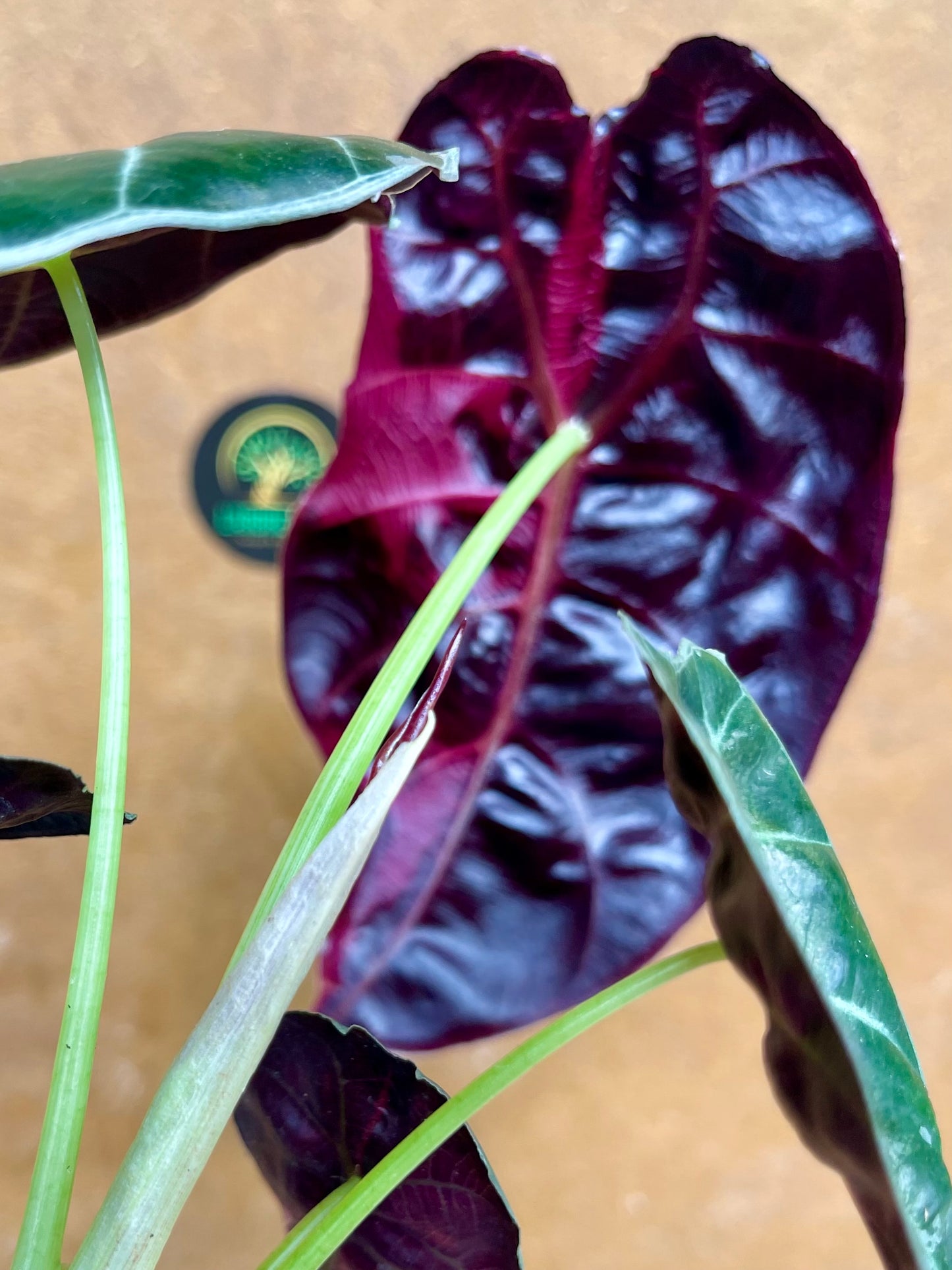 Alocasia watsonia pink variegata NEW