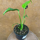 monstera dilacerata burle marx flame NEW