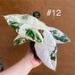 Alocasia frydek variegata haute variegation NEW