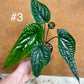 Anthurium radicans x luxurians NEW