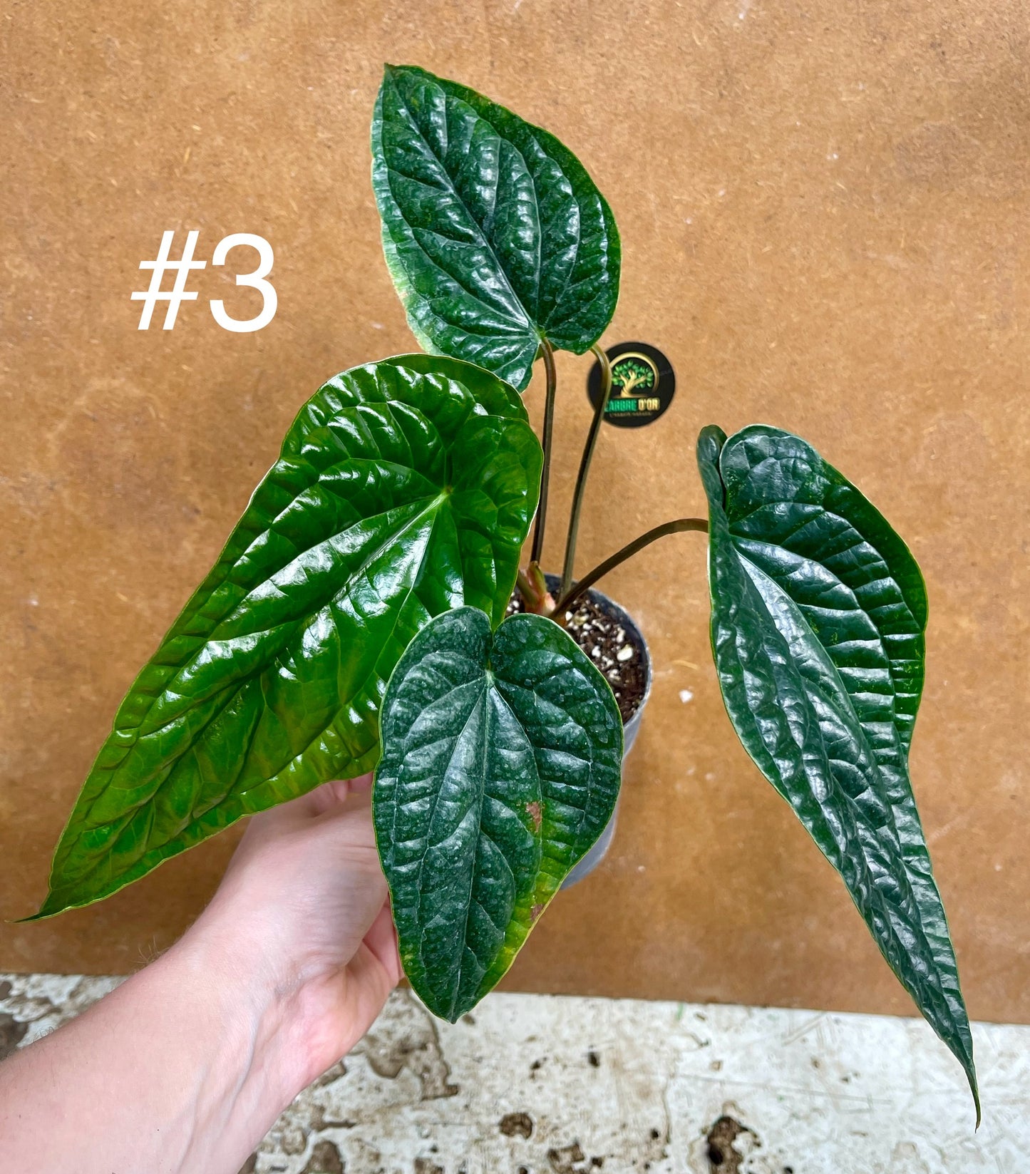 Anthurium radicans x luxurians NEW