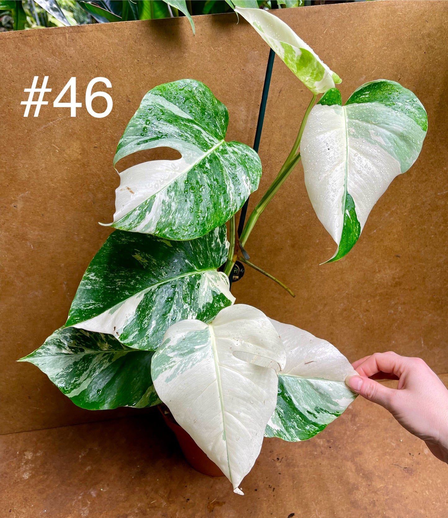 Monstera albo variegata haute variegation