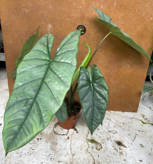 Alocasia Heterophylla Corazon