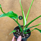 Monstera dilacerata burle marx flame L NEW