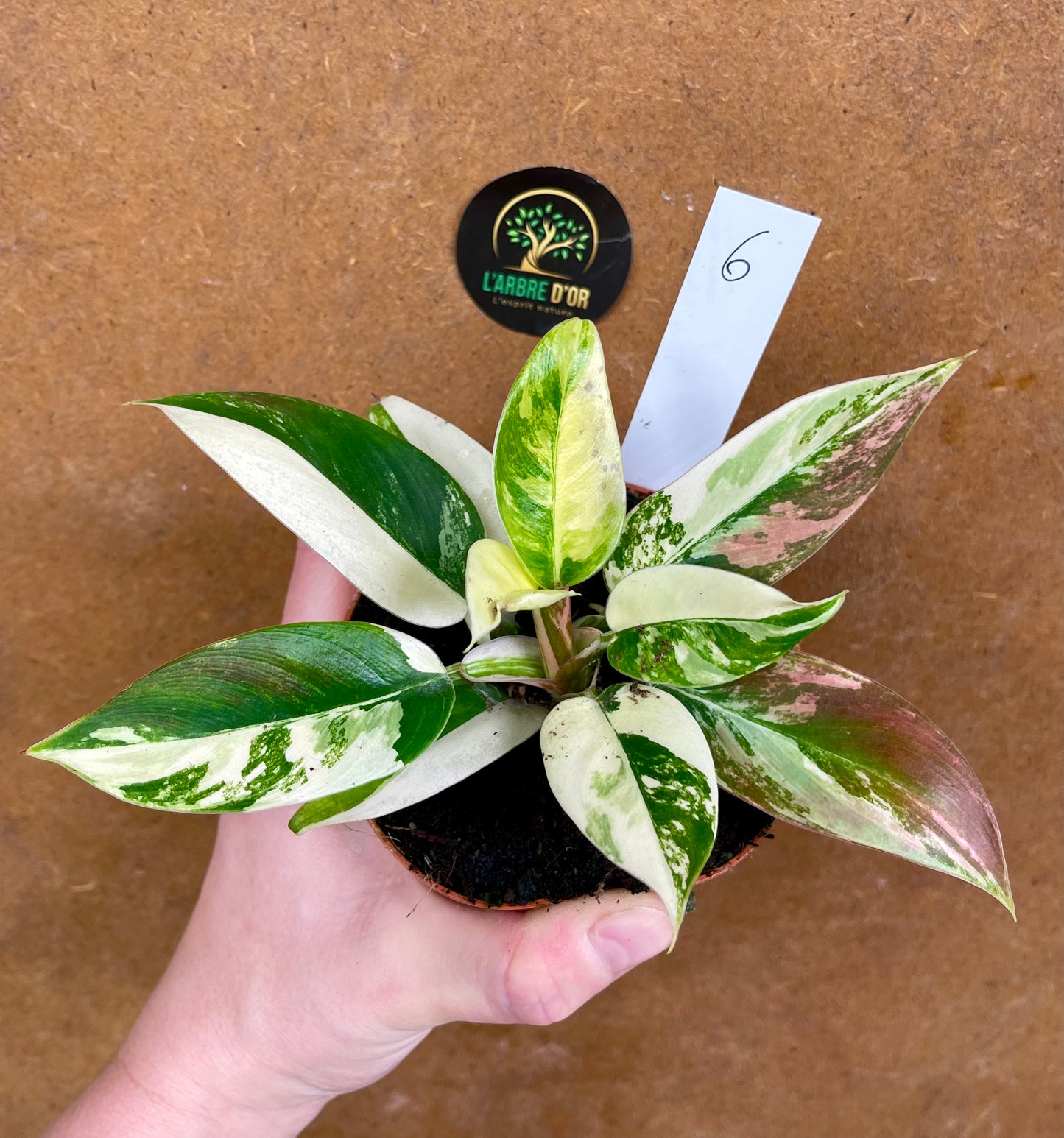 Philodendron green congo variegata NEW