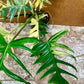 Philodendron tortum variegata x florida beauty NEW