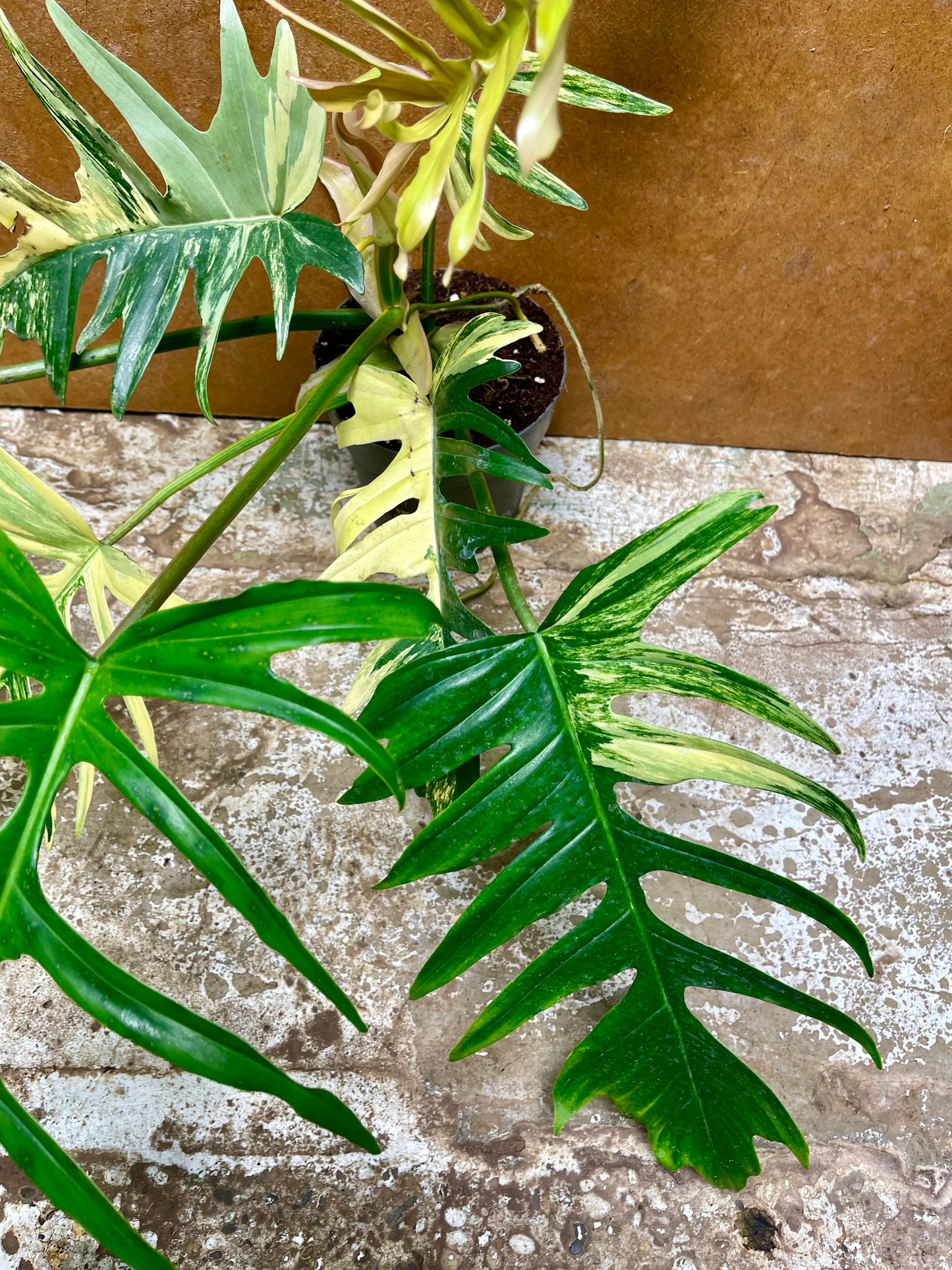 Philodendron tortum variegata x florida beauty NEW