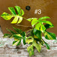 Monstera minima aurea yellow Marilyn / Rhaphidophora tetrasperma aurea yellow Marilyn NEW