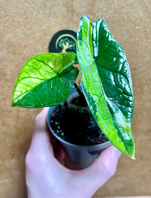 Alocasia scalprum variegata