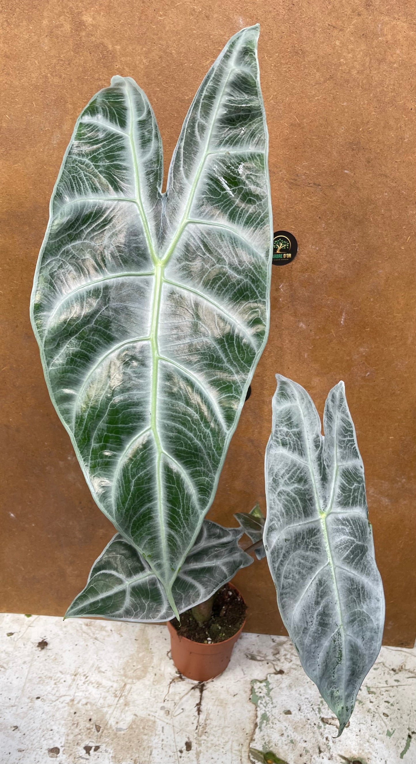 Alocasia longiloba silver L