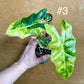 Alocasia pseudo sanderiana variegata NEW