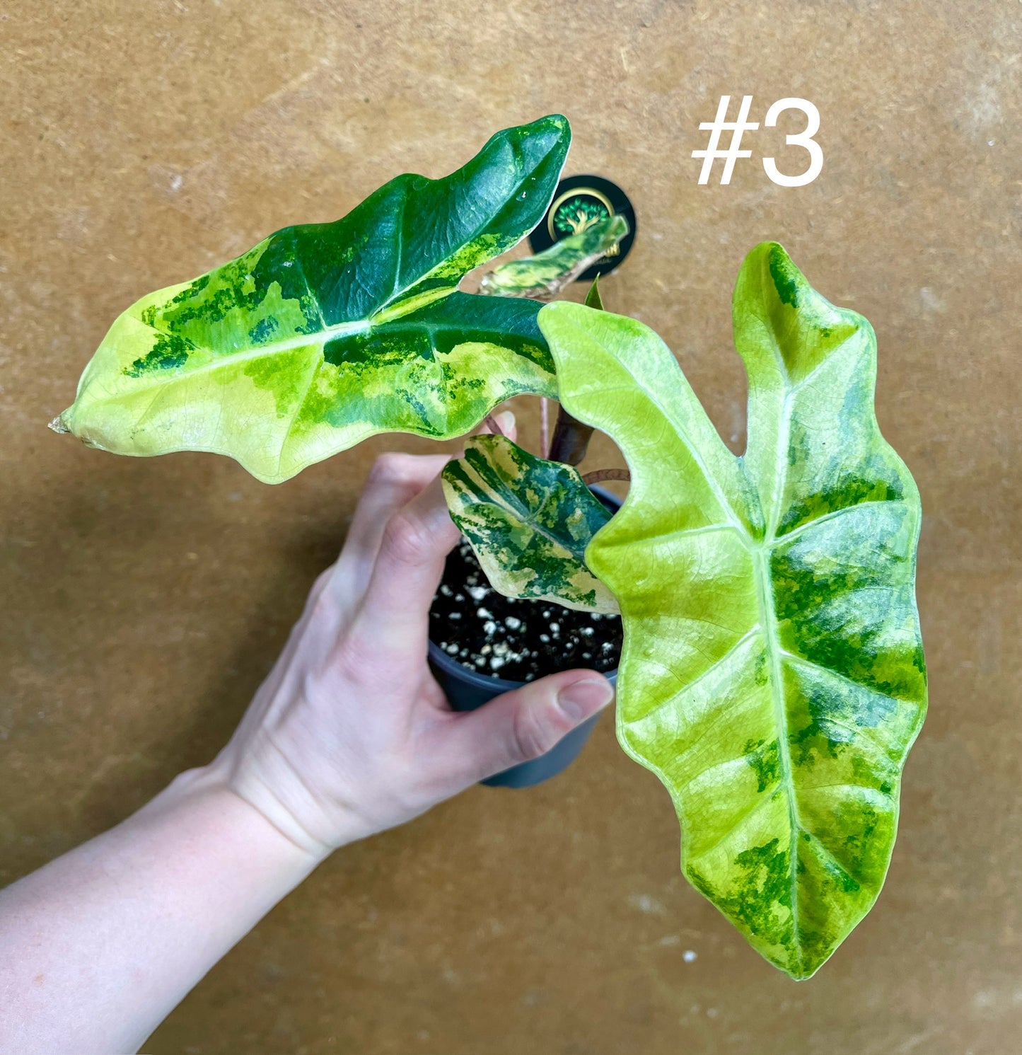 Alocasia pseudo sanderiana variegata NEW