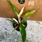 Philodendron caramel marble M NEW